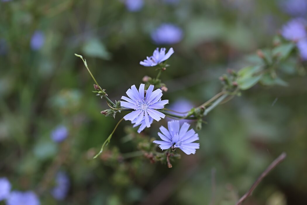 Wildkräuter für Bachblüten